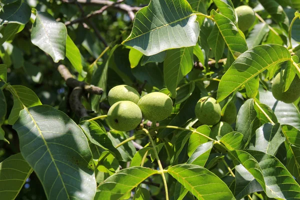 Youn nueces en el árbol — Foto de Stock