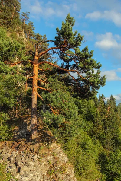 Berg grenen en blauwe hemel — Stockfoto