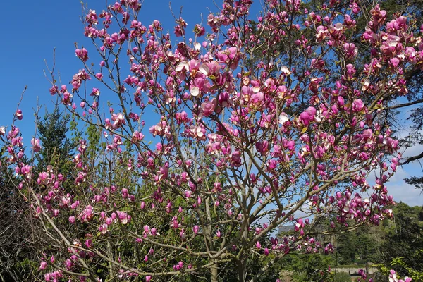 Vackra blommande magnolia — Stockfoto