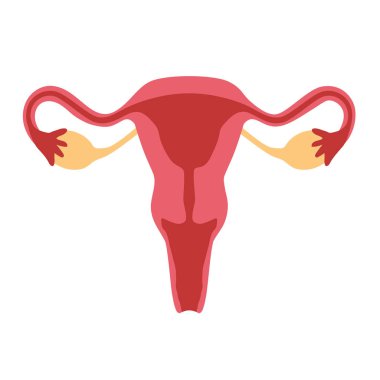 rahmi, yumurtalıkları, fallop tüpleri ve rahim ağzı olan kadın üreme sistemi. Tıbbi, eğitici ve anatomik tasarımlar için mükemmel.
