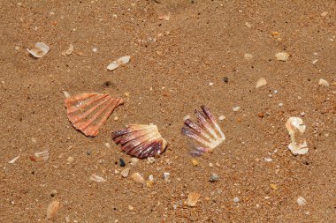 broken sea shells on sandy beach clipart
