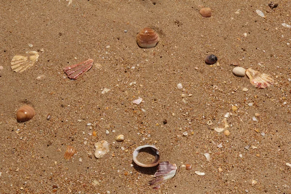Conchas de mar rotas en la playa de arena — Foto de Stock