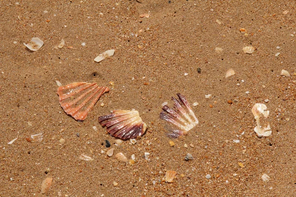 Разбитые морские раковины на песчаном пляже — стоковое фото
