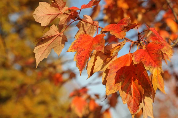 Крупный план листьев красного клена, осенний фон — стоковое фото