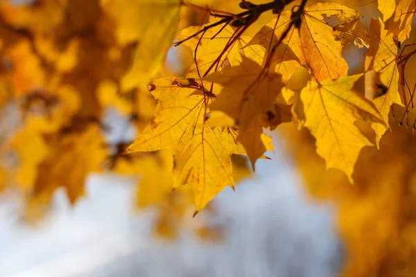 Fondo de otoño, hojas de arce amarillo — Foto de Stock