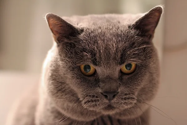 ブリティッシュショートヘアの猫のクローズ アップ — ストック写真