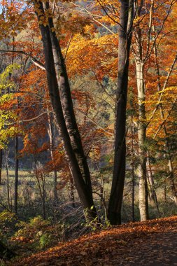 Güzel sonbahar ormanı