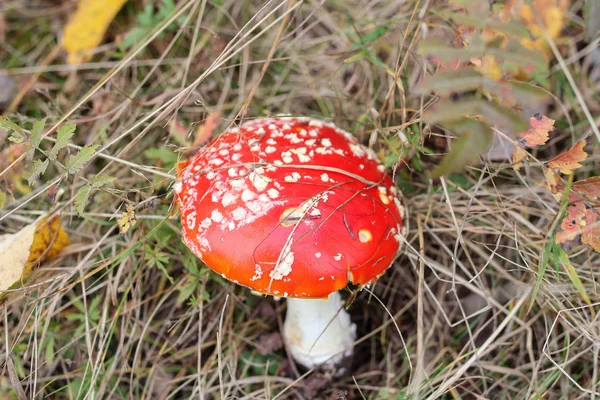 Rote Fliegenpilze im Gras — Stockfoto