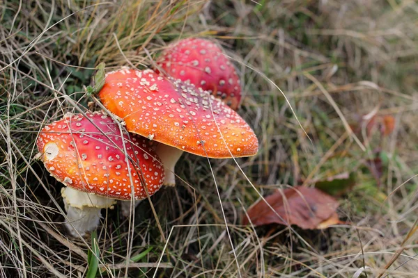 Nahaufnahme von roten Fliegenpilzen im Wald — Stockfoto