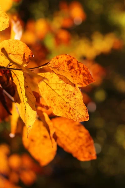 Primer plano de hermosas hojas de otoño — Foto de Stock