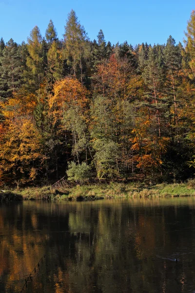 Bosque de otoño que se refleja en las aguas del río, Szczawnica, Polonia —  Fotos de Stock