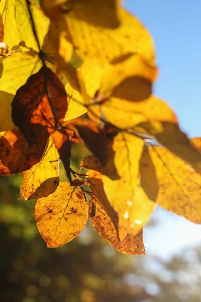 Fondo de otoño, hojas amarillas a la luz del sol — Foto de Stock