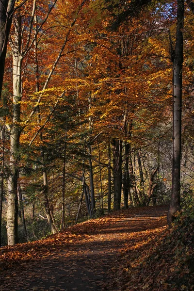 Gyönyörű őszi erdőben Road — Stock Fotó