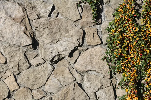 石の壁と匍匐性の植物 — ストック写真