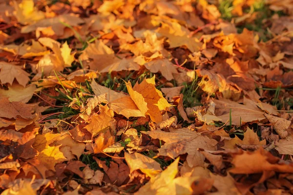 Hojas de otoño colorido — Foto de Stock