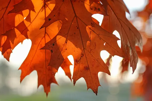 Foglie di quercia illuminate — Foto Stock