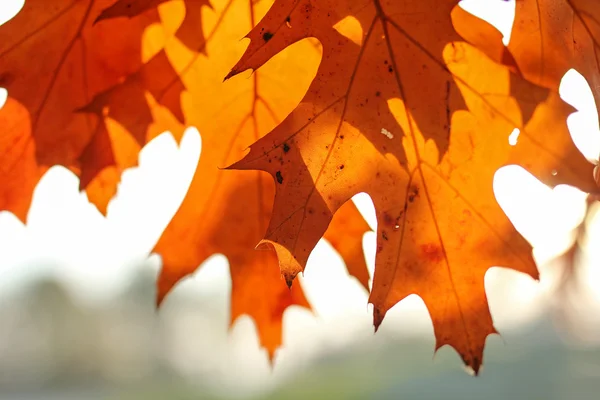 조명된 오크 잎 — 스톡 사진
