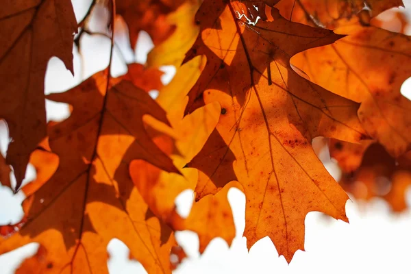 조명된 오크 잎 — 스톡 사진