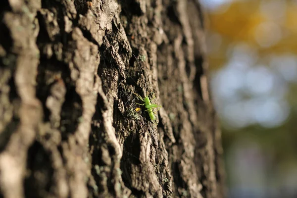 Green grasshopper on tree trunk — Stock Photo, Image