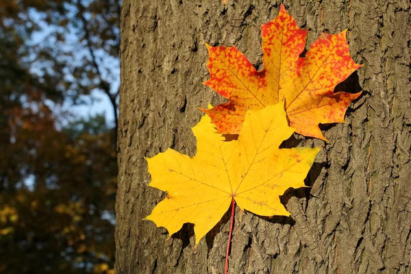 Autumn klonowe listowie na pniu drzewa — Zdjęcie stockowe