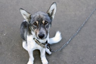 Zincirlenmiş üzgün bir köpek