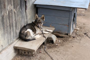 köpek kulübesi yanında döşeme zinciri üzerinde üzgün köpek