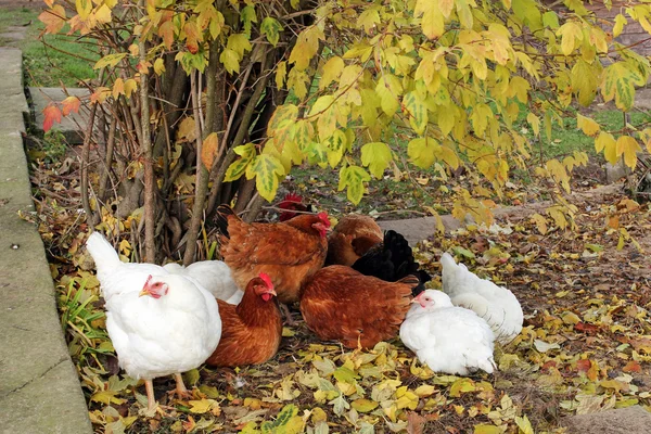 Free range happy chickens — Stock Photo, Image