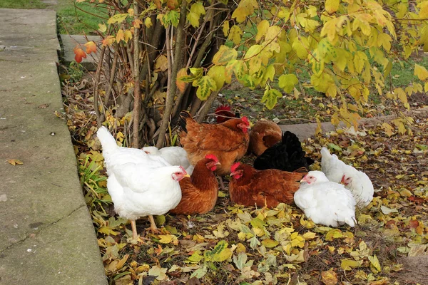 Pollos felices de campo libre — Foto de Stock