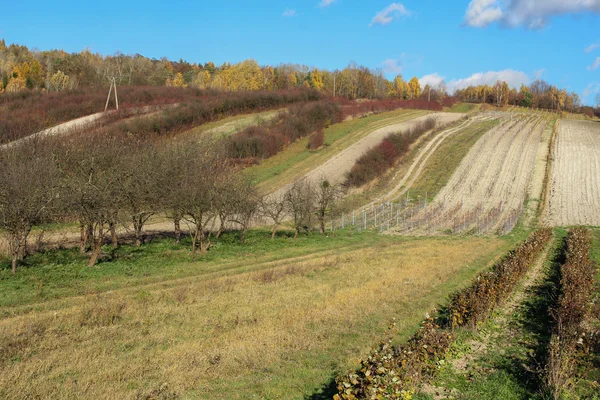 Paisaje rural, huertos en la colina — Foto de Stock