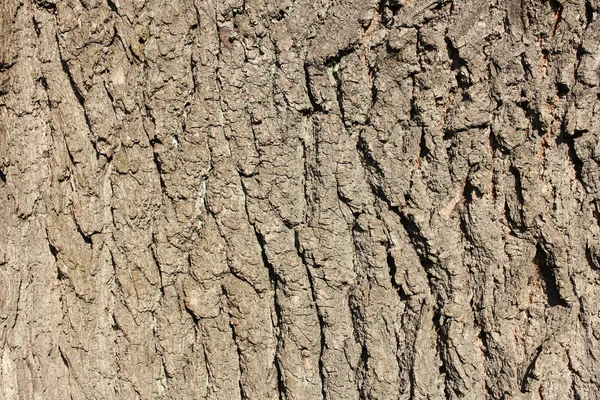 Bark tree background — Stock Photo, Image