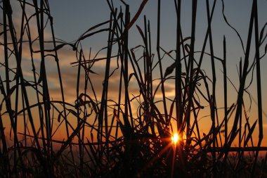 Bıçaklar çim arkasında batan güneşin ışınları