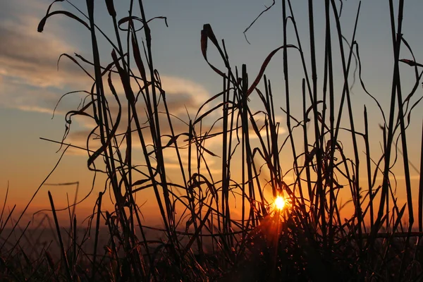 Raggi del sole che tramonta dietro fili d'erba — Foto Stock