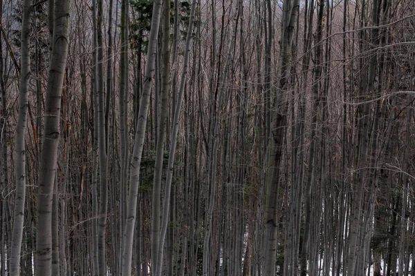 Beukenbos in de winter — Stockfoto