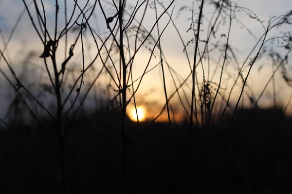 Bastoni sul prato contro il tramonto del sole — Foto Stock