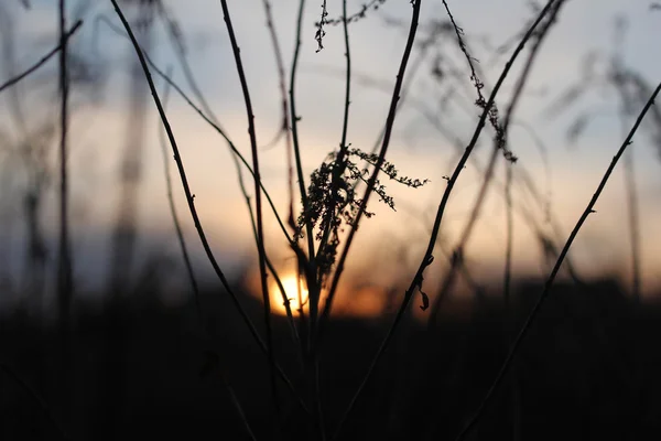 Bastoni sul prato contro il tramonto sole, messa a fuoco selettiva, natur — Foto Stock