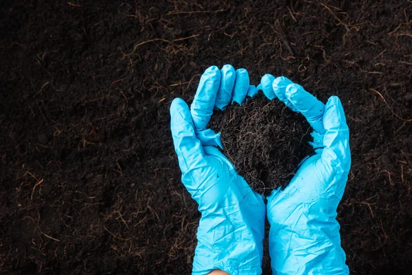 Die Hand Der Bäuerin Oder Forscherin Trägt Handschuhe Die Reichlich — Stockfoto