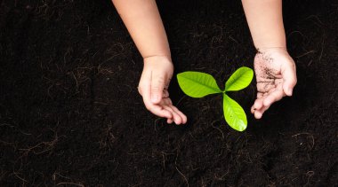 Yeşil filizlenen küçük bir ağacın en üst görüntüsü çocuğun ellerine siyah toprak, küresel kirlilik kavramı, Dünya 'yı Kurtarma Günü ve El Çevresi Koruma