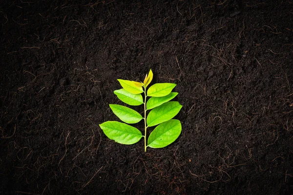 Draufsicht Auf Grüne Blätter Auf Frischer Schwarzer Erde Mit Mulch — Stockfoto