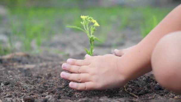 Malé Dítě Ručně Sázet Sazenice Rostoucí Strom Půdě Zahradě Dítě — Stock video