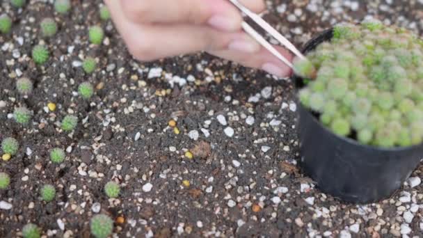 Closeup Female Hands Planting Cactus Soil Woman Cultivation Plant Growth — Stock Video