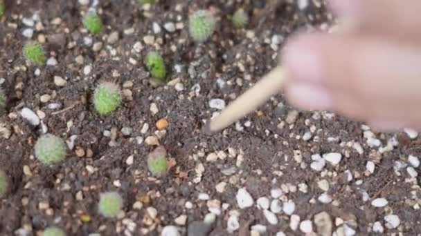 土にサボテンを植える女性の手を閉じます 女性の栽培植物の成長サボテンの小さなビジネス園芸 森林環境の概念 — ストック動画