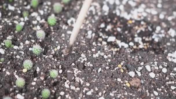Close Vrouwelijke Handen Planten Cactus Bodem Vrouwelijke Teelt Plant Groei — Stockvideo