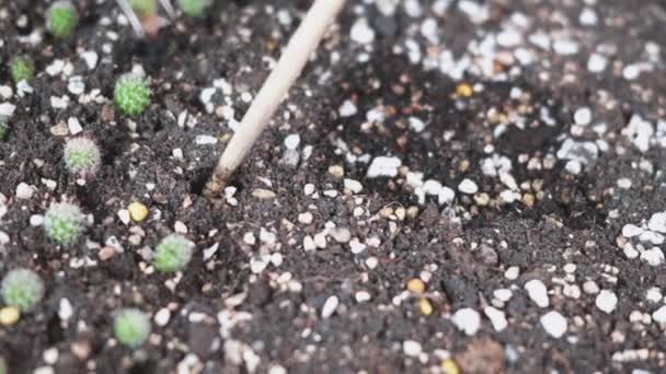 Closeup Female Hands Planting Cactus Soil Woman Cultivation Plant Growth — Stock Video