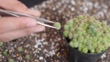 Toprağa kaktüs eken kadın elleri. Kadın yetiştirme fabrikası kaktüsü, küçük işletme bahçeleri, orman çevresi konsepti.