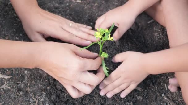 Pequena Mão Criança Pai Plantando Árvore Crescimento Solo Jardim Juntos — Vídeo de Stock