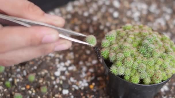 Närbild Kvinnliga Händer Plantera Kaktus Jord Kvinna Odling Växt Kaktus — Stockvideo