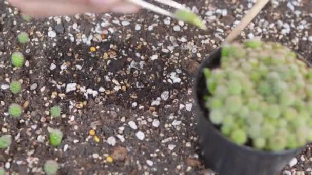 Closeup Female Hands Planting Cactus Soil Woman Cultivation Plant Growth — Stock Video