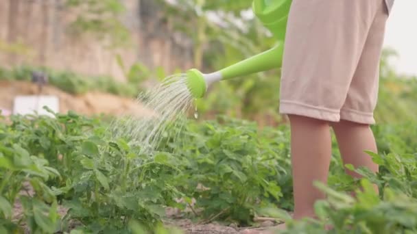 Asiatico Bambino Bambino Età Prescolare Che Cresce Imparare Annaffiare Albero — Video Stock