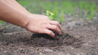 İki el, tohum ekmeye yardım eden genç bir ağaç yetiştirerek bahçedeki toprağı kurutmaya çalışan bir kadın. Ormancılık ortamları Ekoloji Dünya Günü konsepti