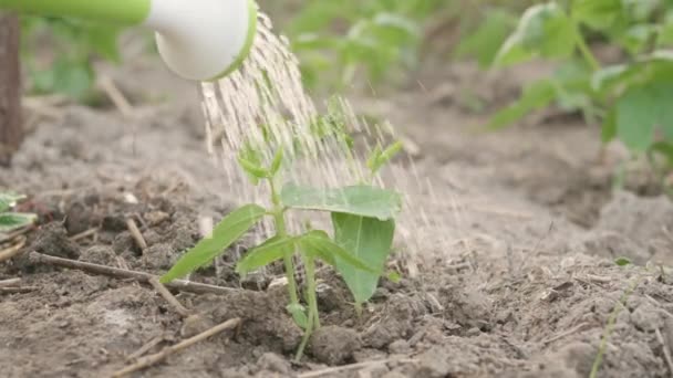 Wachsen Sprossen Lernen Die Von Einem Bewässerungskanto Bewässert Werden Gemüseanbau — Stockvideo